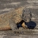 dragon_komodo_hsb_rinca_v_2203_kom4571.jpg